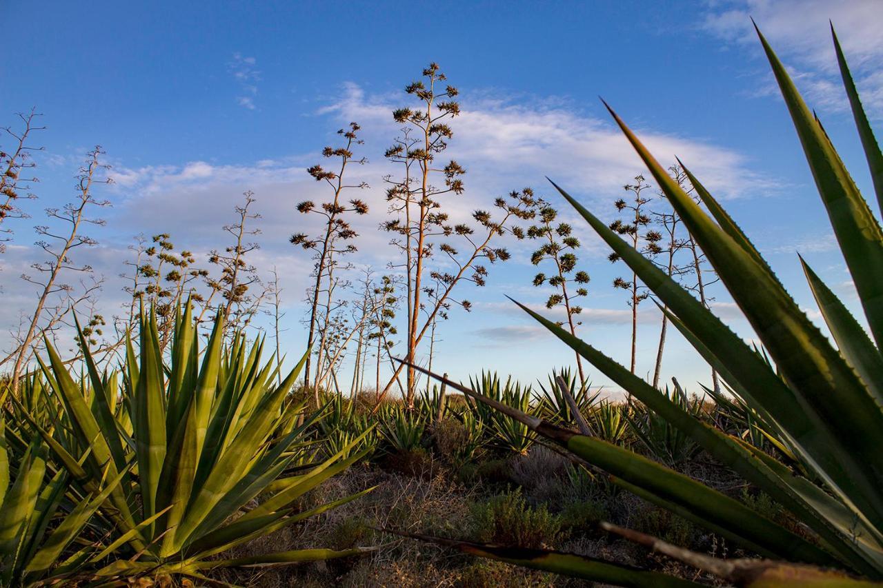 La Palmera. El Amanecer En El Parque Natural Agua Amarga  Esterno foto